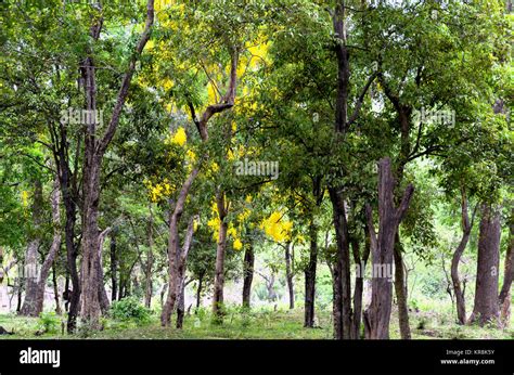 Sandalwood Trees In India - balustradellc