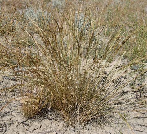 Sandberg Bluegrass Plant Guide - raincitystudios.com