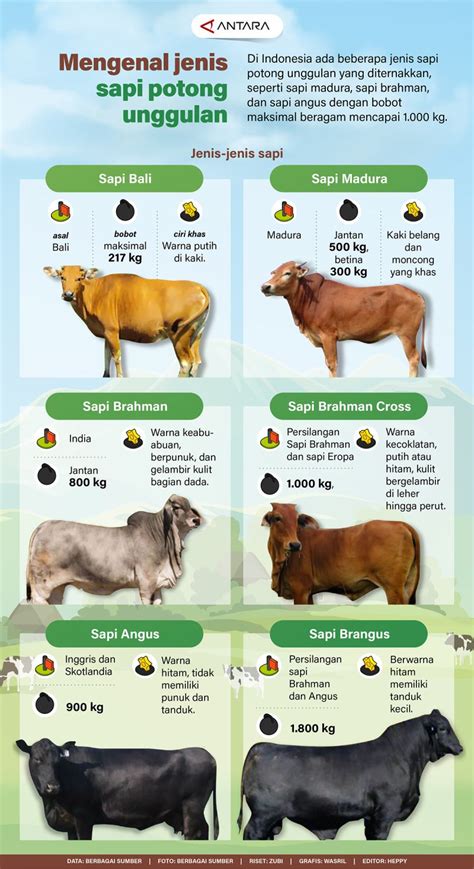 Sapi## adalah hewan ternak anggota famili Bovidae dan ... - muktibox.com