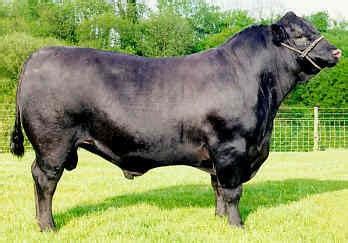 Sapi Angus: Kualitas Daging Sapi Terbaik 2026 - balustradellc