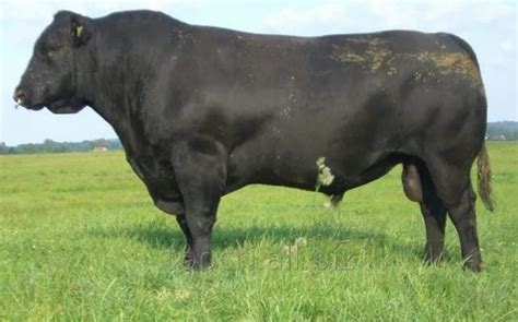 Sapi Angus: Si Hitam Tangguh untuk Ketahanan Protein Nasional Sapi ... - balustradellc