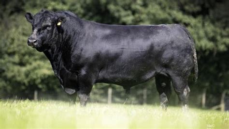 Sapi angus - Wikipedia bahasa Indonesia, ensiklopedia bebas - balustradellc