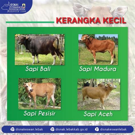 Sapi di Indonesia - Wikipedia bahasa Indonesia, ensiklopedia bebas - balustradellc