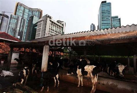 Sapi jumbo ditawar 30 juta | Cerita Ternak - balustradellc