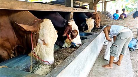 Sapi jumbo makan comboran mineral andalan | Cerita Ternak - balustradellc