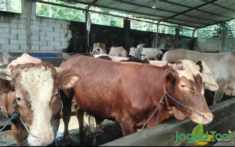 Sapi Kurban dengan Harga Terjangkau dan Kualitas Baik - balustradellc