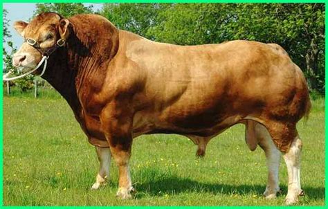 Sapi Limosin Asli - balustradellc