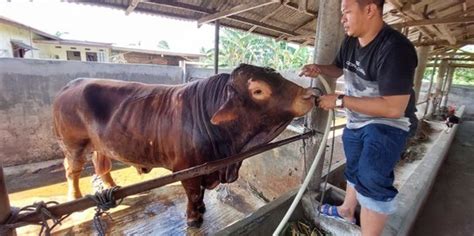Sapi Limosin Rp15 Juta Dijagal Maling di Banyuputih Situbondo, Paha ... - balustradellc