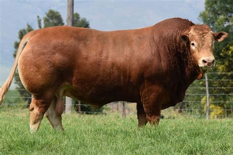 Sapi Limosin Super - balustradellc