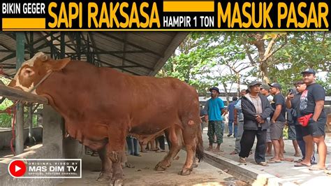 SAPI LIMOUSIN RAKSASA BUAT GEGER WARGA PASAR DEAL … - balustradellc