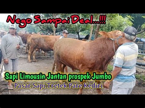 SAPI LIMOUSIN SUPER JUMBO - balustradellc