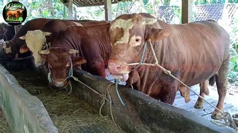 SAPI LIMOUSIN SUPER JUMBO DI KANDANG … - balustradellc