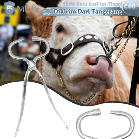 Sapi Pakai Anting Di Hidung - balustradellc