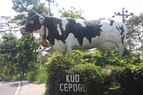 Sapi Perah Boyolali - muktibox.com
