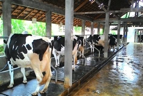 Sapi Perah Farm Penipuan - balustradellc