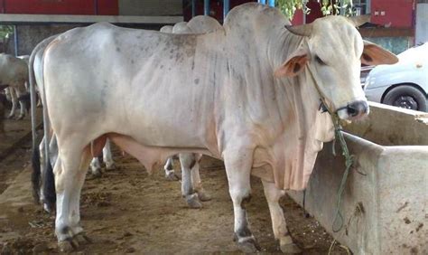 Sapi peranakan ongole, Simpo dan Brahman - balustradellc