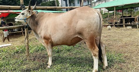 Sapi Qurban Berkualitas & Harga Terbaik Maret 2026 - balustradellc