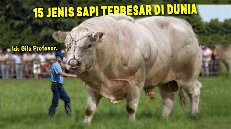 Sapi Terbesar - balustradellc