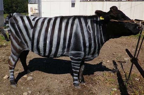 Sapi yang dicat dengan corak garis-garis zebra terbukti lebih ... - balustradellc