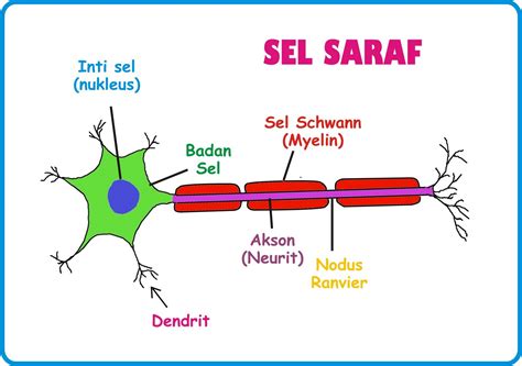 Saraf - Gangguan Otak, Sumsum Tulang Belakang, … - muktibox.com