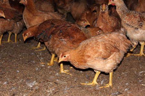 Sasso disrupting the poultry industry in Zimbabwe - PressReader - raincitystudios.com