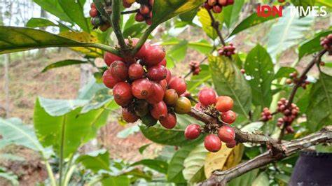 Satu Pohon Kopi, Tapi Ada 2 Okulasi! - raincitystudios.com