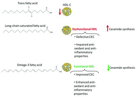 Saturated fatty acids promote cholesterol biosynthesis: Effects and ... - muktibox.com