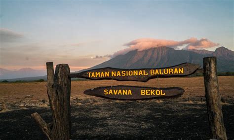 Satwa Apa Yang Menjadi Maskot Taman Nasional Baluran - balustradellc