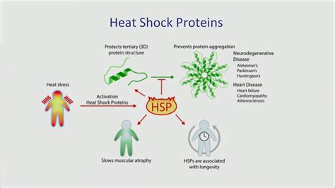 Sauna Benefits for Strength Athletes: Heat Shock Proteins - balustradellc