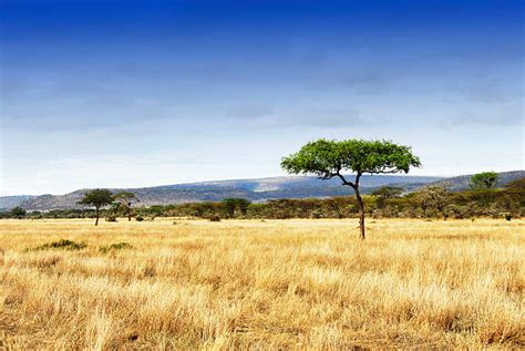 Savanna Africa Landscape royalty-free images - balustradellc