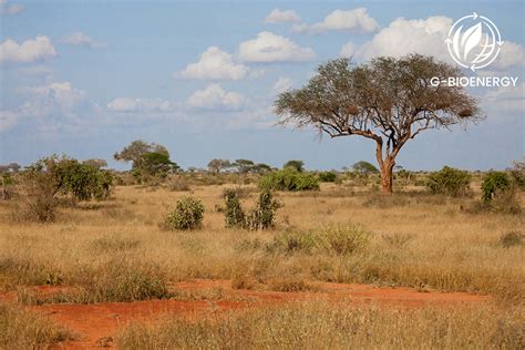 Savanna Biome - Let's Talk Science - muktibox.com