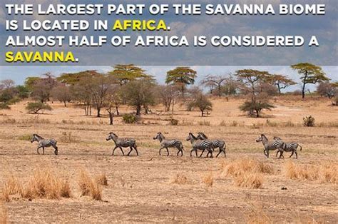 Savanna Ecosystem: Characteristics, Animals & Plants … - balustradellc