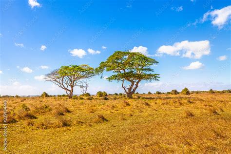 Savanna Landscape Pictures, Images and Stock Photos - balustradellc
