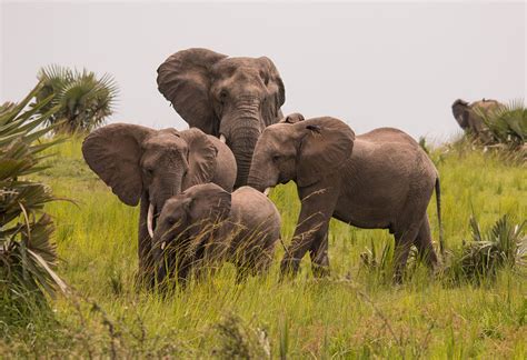 Savanna National Parks - Turkana Wildlife Safaris - raincitystudios.com