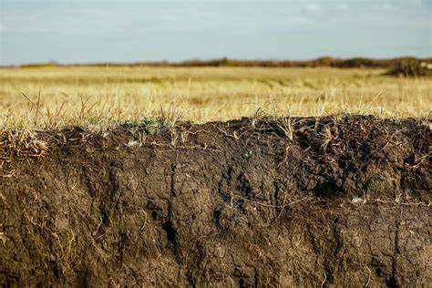 Savanna Soils - an overview | ScienceDirect Topics - raincitystudios.com