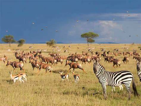 Savanna tourist attractions 60 photos - raincitystudios.com