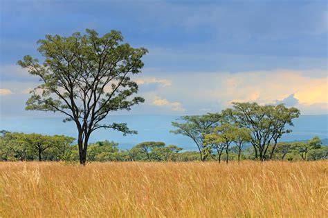 Savanna Woodland - North American Nature - raincitystudios.com