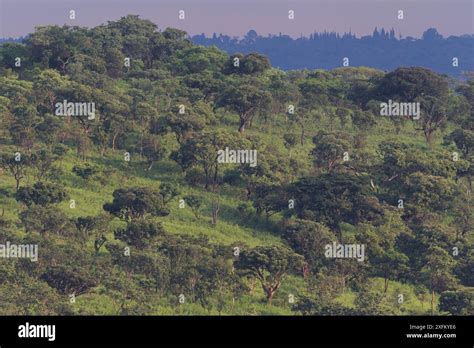 Savannah habitat! | Sponsored by Persil - National Geographic Kids - balustradellc