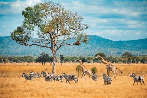 Savannah habitat! | Sponsored by Persil - National … - raincitystudios.com