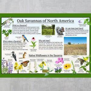 Savannas of North America - University of Vermont - raincitystudios.com