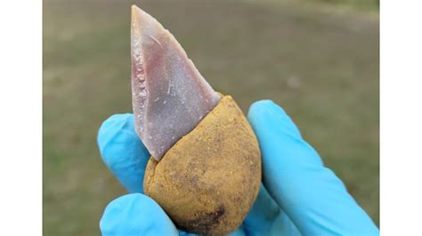 SAVE Broken Tools With Natures Super Glue (Ancient ... - balustradellc