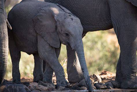 Save habitat for Elephants – Rainforest Trust - raincitystudios.com