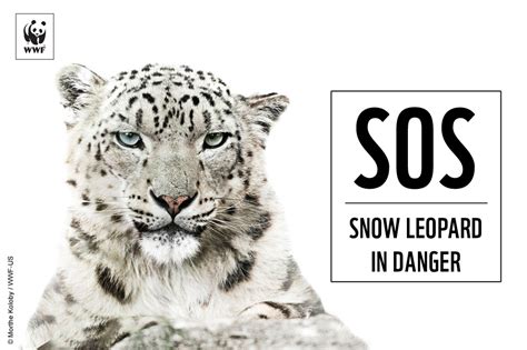 Save Snow Leopards - Big Cat Rescue - muktibox.com
