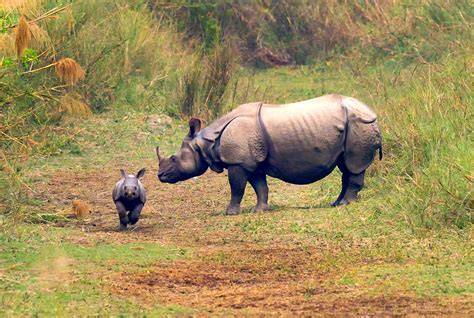 Save the Asian Rhino – Wildlife Asia - raincitystudios.com