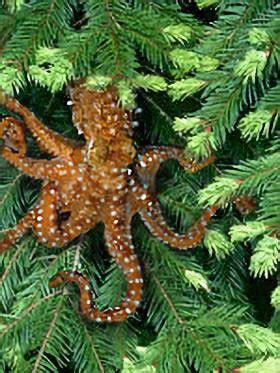 Save The Pacific Northwest Tree Octopus - wintechmobiles.com