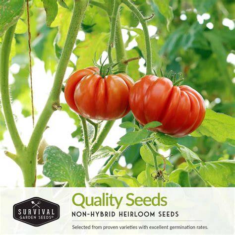 Saving Heirloom Tomato Seeds - Fine Gardening - raincitystudios.com