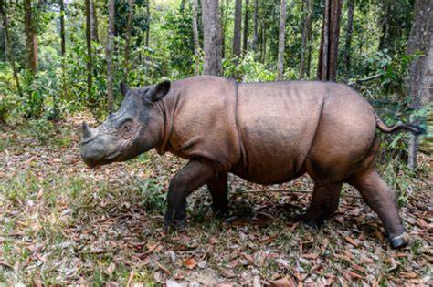 Saving Javan and Sumatran Rhinoceros - Save … - raincitystudios.com