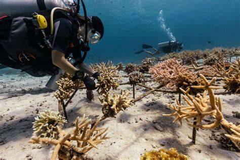 Saving Our Oceans: Effective Strategies for Restoring Coral Reefs … - raincitystudios.com