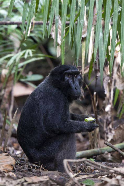 Saving Sulawesi’s Endemic Rainforest Biodiversity - raincitystudios.com