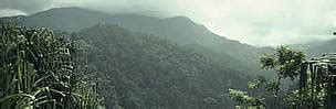 Saving Sumatra: Indonesia reaches historic agreement to protect - raincitystudios.com